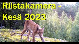 Riistakamera - Kesä 2023