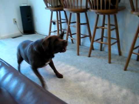 Dog Barking Loud Nonstop Video makes your dog go nuts!