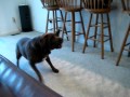 Dog Barking Loud Nonstop Video makes your dog go nuts! Dog Barking Loud Nonstop Video makes your dog go nuts!