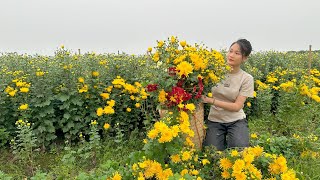 Harvest chrysanthemums from the garden to sell - Make a trellis for climbing luffa | Ngô Tiểu Anh