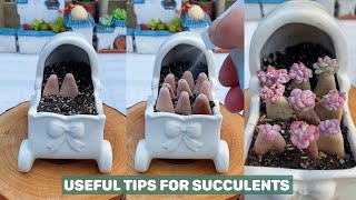Useful Tips For Succulents - Part 39 | 多肉植物 | 다육이들 | Suculentas