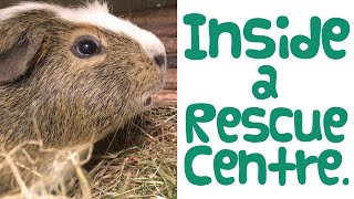 Visit to a Guinea Pig RESCUE CENTRE  - How Do They Work? | Guinea Piggles