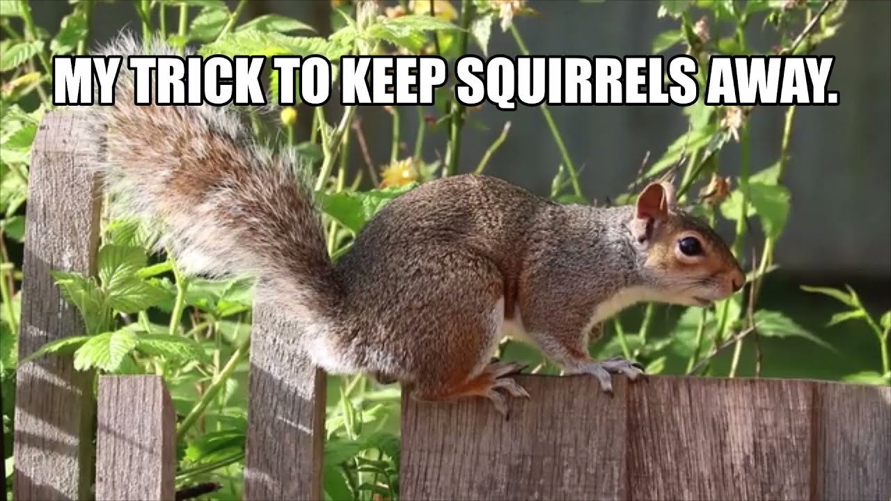 My Trick To Keep Squirrels Away From Fruit Trees @Wa, Usa