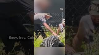 Alligator Lunges at Handler in Viral Video