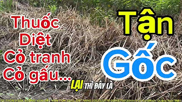 Thuốc trừ cỏ tranh cỏ gấu tận gốc hiệu quả nhất hiện nay |Trần Văn Hảo
