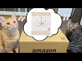 #116【おちゅ〜る元】猫用の御中元が届きました！