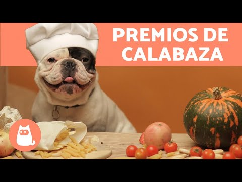 Video: Comida casera para perros con calabaza