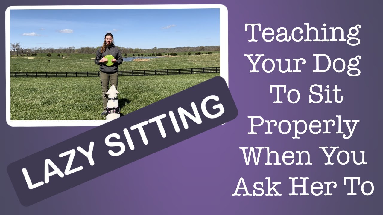 Lazy sittingTeaching your dog to sit properly when you ask her to