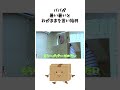 まーちゃんおーちゃん24時間チャレンジ⑤【ダンボール生活】 #himawariちゃんねる #ひまわりチャンネル #雑学 #shorts @himawari-ch