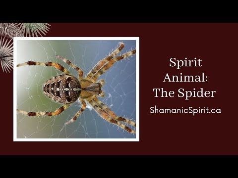 Video: Wat betekent spin geestelijk?