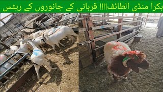 Al Taif bakra Mandi. | سوق الغنم الطائف