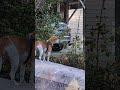 Amazing Grace Murphy says 2days till Christmas 🥰😘😜😆🦌😁