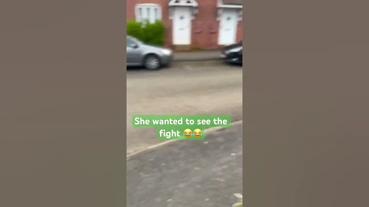 Video 4142381: scottish fold british shorthair, cat scottish fold british, fold british shorthair cute, british shorthair cat fight