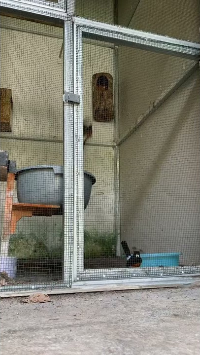 Pejantan Murai Batu ikut Meloloh Anaknya dGlodok