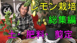 【2021年レモン栽培】昨年の成果はどうでしたか？今年は鉢植えでも大量収穫目指して！