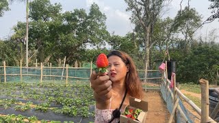 Strawberry Festival, Darechikgre West Garo hills Day 1