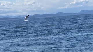 Four and a Half Minutes of a Playful Baby Humpback Whale