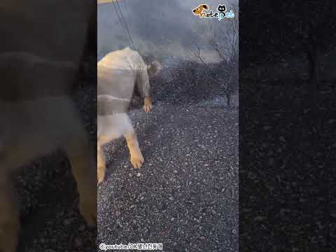 Loading video