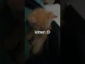 Kitten d