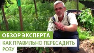 Как правильно пересадить розу(, 2014-07-16T08:26:54.000Z)