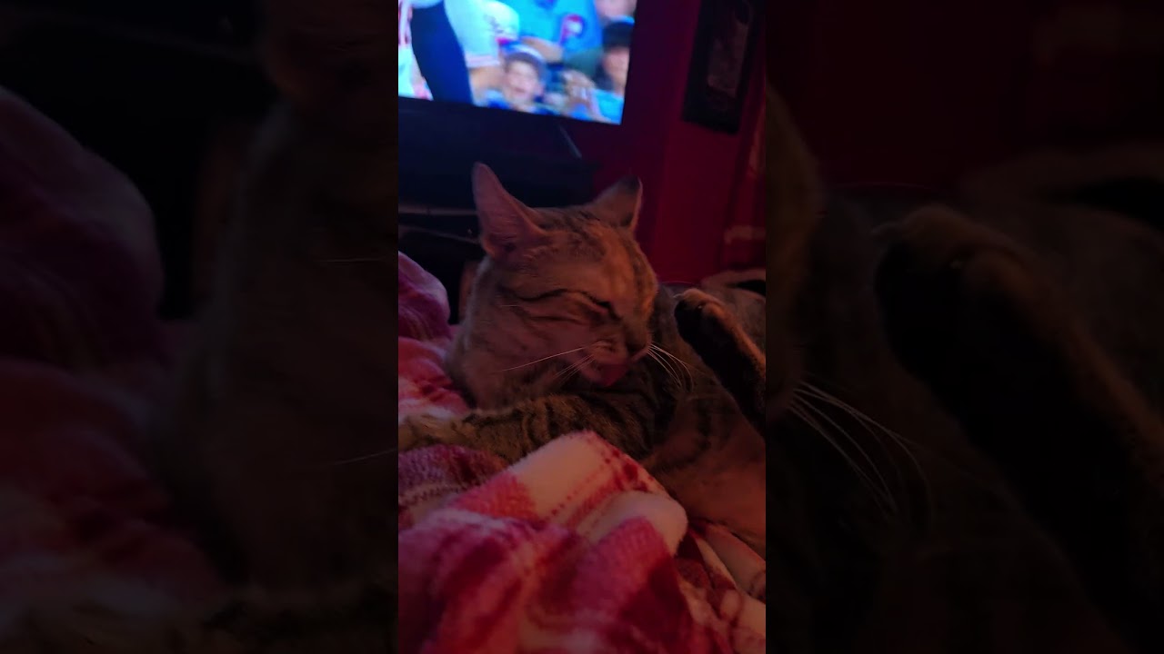 Quinn being weird #cats #catvideos #weirdcats auf YouTube ansehen Quinn being weird #cats #catvideos #weirdcats auf YouTube ansehen