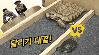 자라VS육지거북 달리기 경주! 누가 더 빠를까?..