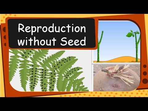 Science Plant Reproduction Without Seed English Youtube