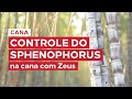 Webinar interno IHARA - Controle do sphenophorus na cana com Zeus