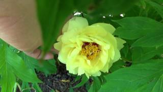 Peony Garden 5-3-2017 - High Noon