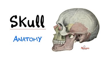 Introduction to Head & Neck Anatomy - The Skull Bones - Anatomy Series