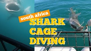 SHARK CAGE DIVING: Don't blink. Staring eye to eye with a great white shark.