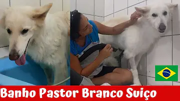 Como dar banho no pastor suíço?