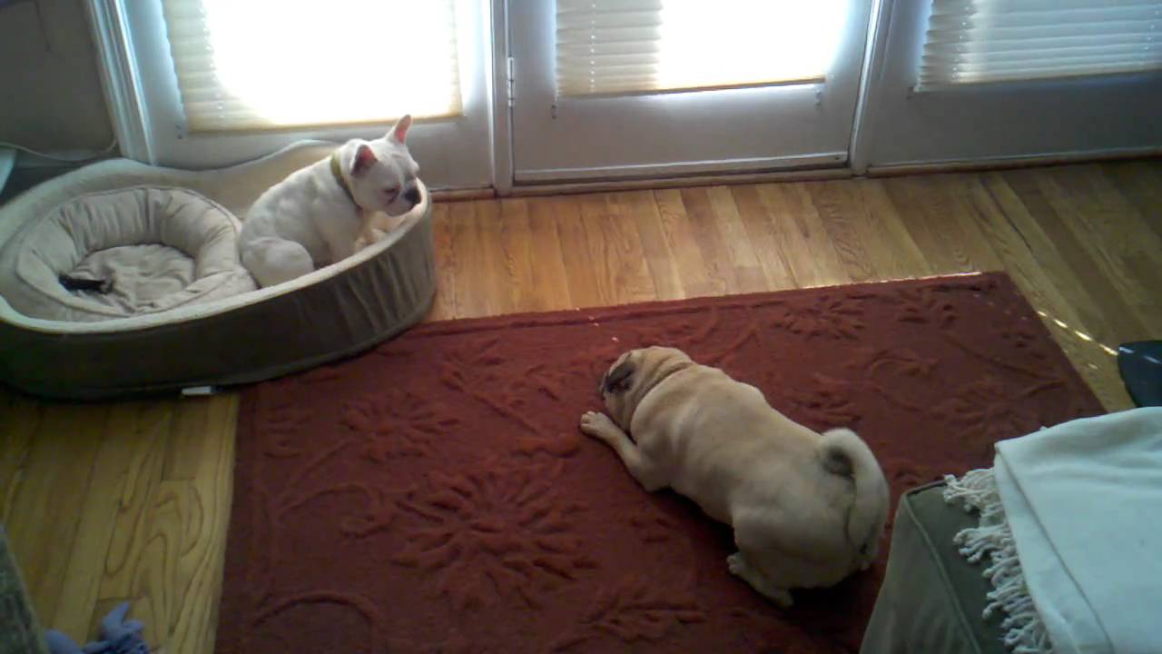 When pugs attack! YouTube