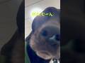 【遠吠えチャレンジ】助六は一緒に吠えてくれるのか？