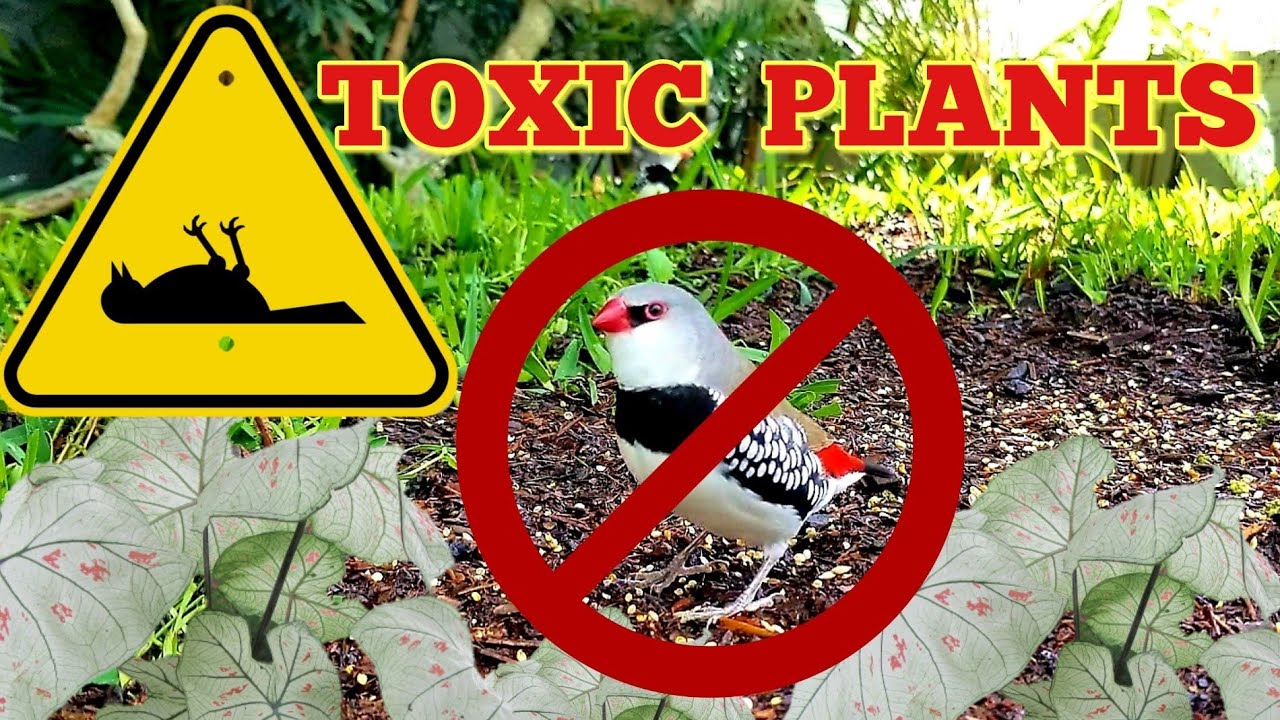 Poisonous plants for parrots - Toxic plants for birds | List of bird safe  plants
