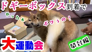 初めてのドギーボックスの到着で大興奮する子犬の柴犬と先住犬【開封編】