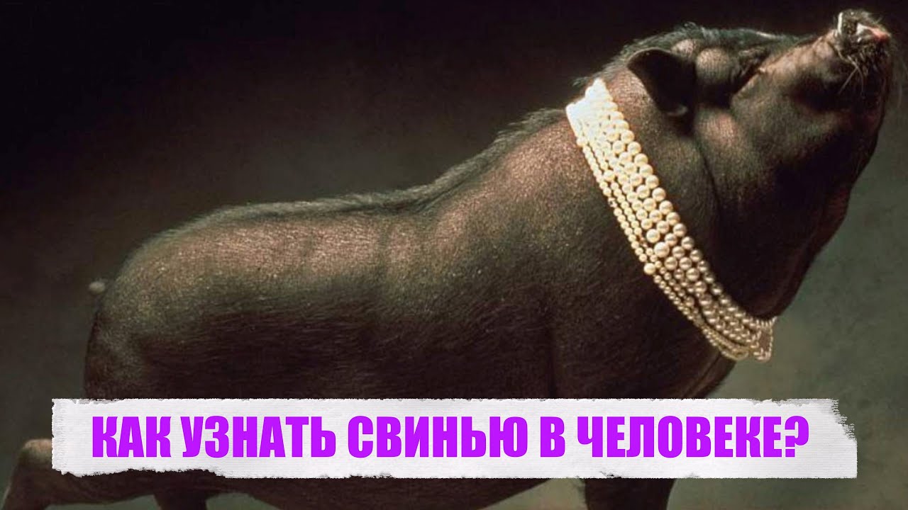 Не бросайте свиньям жемчуга. Жемчуг и свиньи. Не бросайте жемчуга вашего перед свиньями. Перед свиньями бисер не мечут.