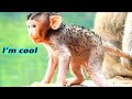 I&#39;M COOL ..!! BABY MONKEY SHAKING COOL WITH FEELING HUNGRY