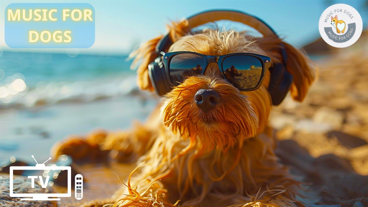 Relaxing Piano Music Dogs Tv soothing music for dogs ♫ anti anxiety