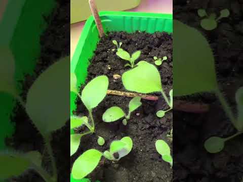 Рудбекии 1,5 мес. #растения #топ #garden #цветы #respect #рудбекия#обзор #шортс #рассада #сад #как