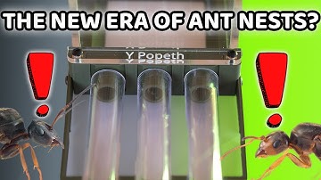 Is This The Ant Nest That Finally Ends The Test Tube Era? – Y Popeth Review Ant Antics