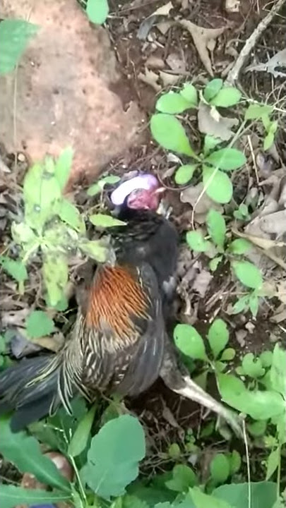 Ayam hutan geleng geleng
