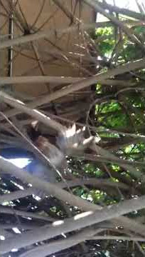 Bird caught in the bushes.
