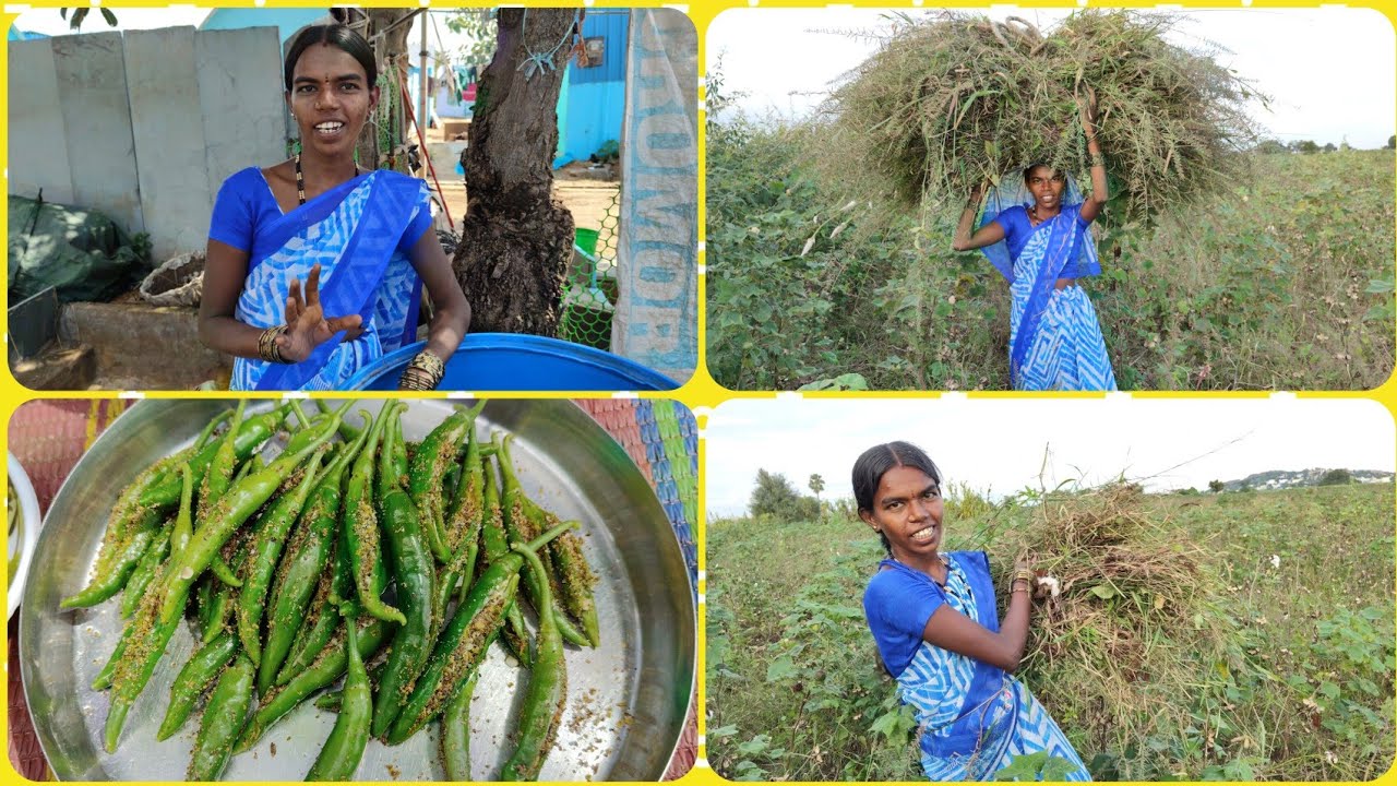 పచ్చిమిరపకాయల వేపుడు 😋😋ఈరోజు మావిజయ్ కల నెరవేరింది🥰🥰 గేద పాల కోసం మావిజయ్ తిప్పలు అన్ని ఇన్ని కావు 