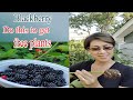 Do this to get free plants | Blackberry propagation series episode 1 🌿🫐🍒 | NJ and TX Garden