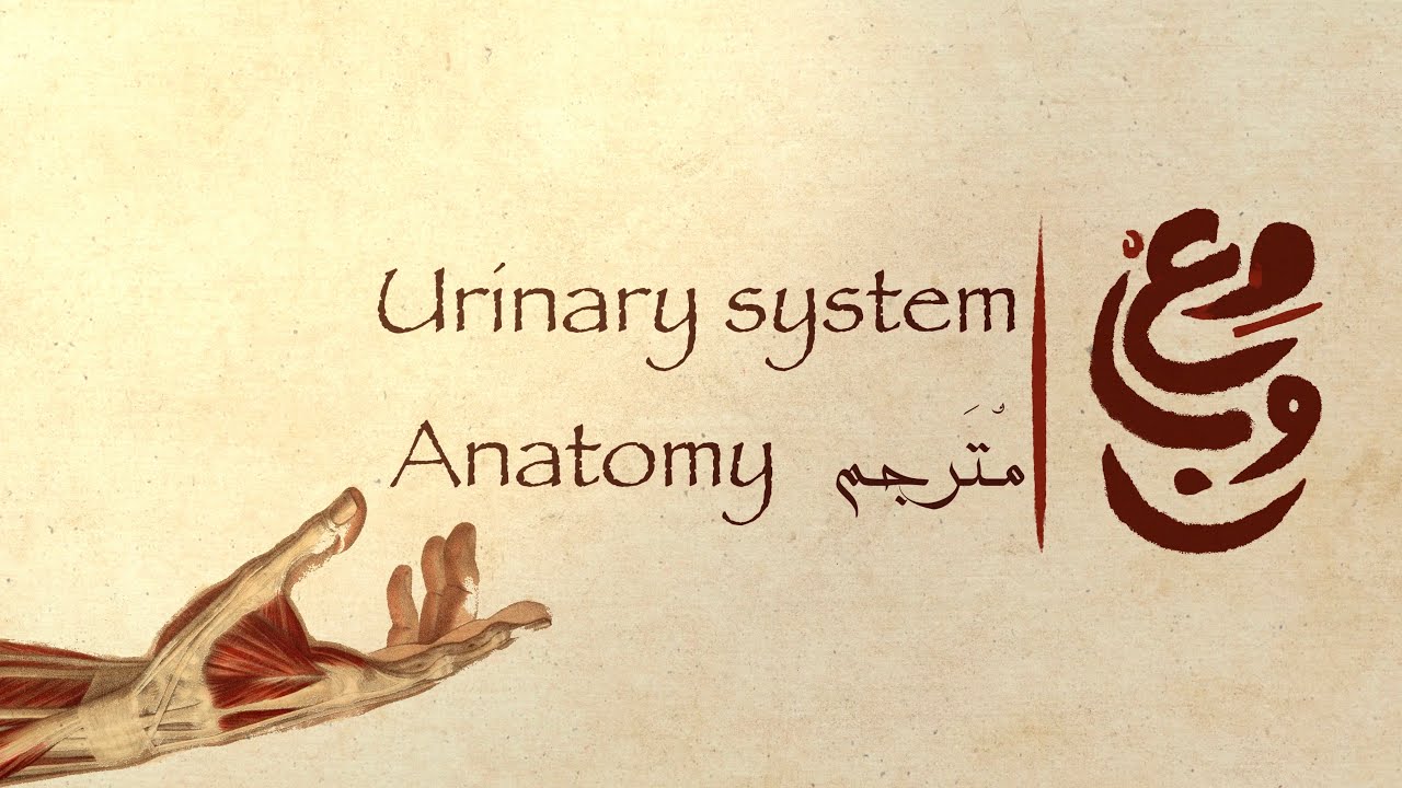 6- Urinary System Anatomy  - تشريح الجهاز البولي
