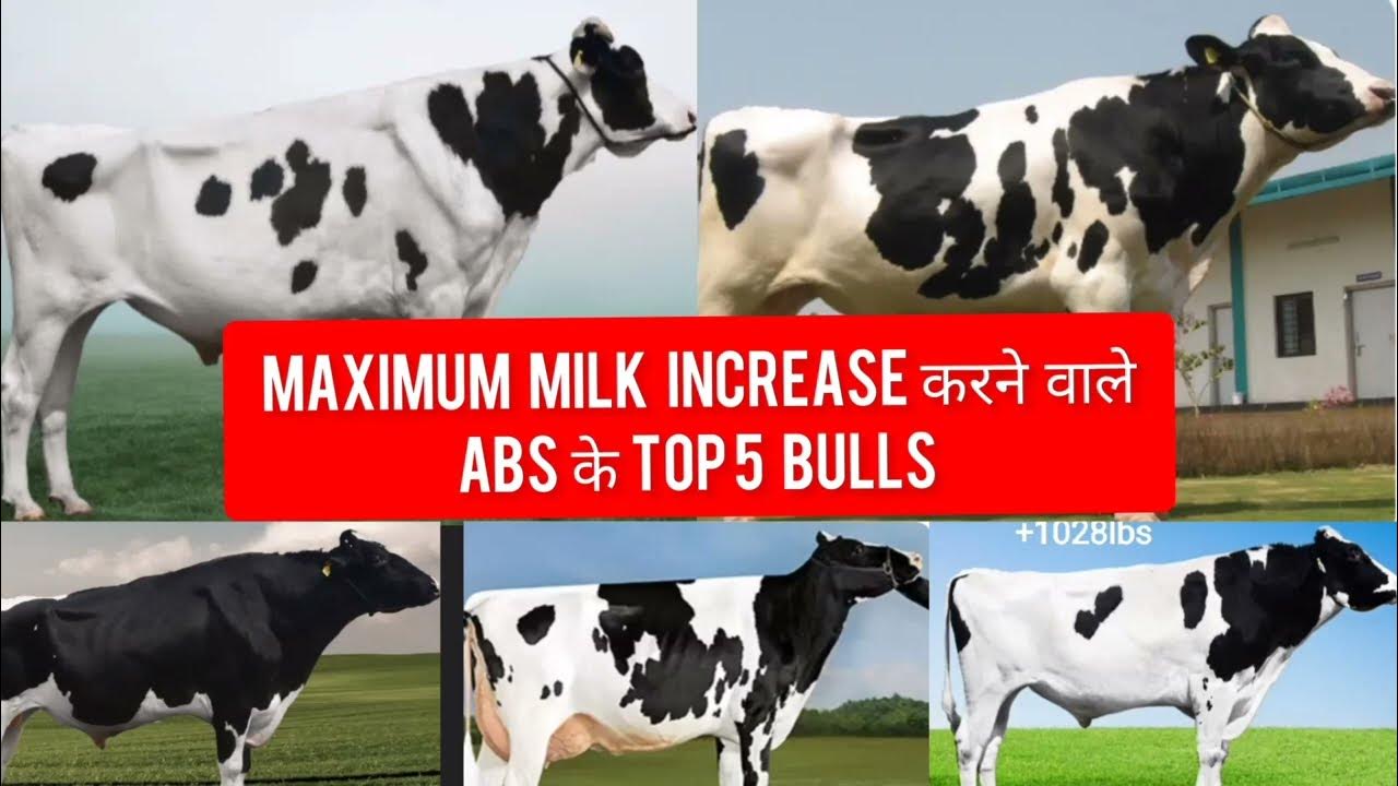 TOP 5 ABS BULLS WITH MAXIMUM MILK INCREASE CAPACITY🐄mannfarms 