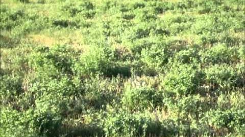 Pudelpointer Cedarwoods Sniper