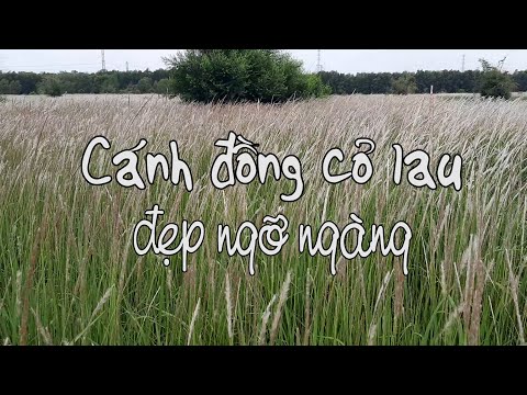 Video: Lawn Fescue (15 ảnh): Màu đỏ Và đồng Cỏ, Cây Lau Và Các Loại Cỏ Bãi Cỏ Khác, Mô Tả Của Nó, ưu Và Nhược điểm, đánh Giá