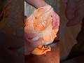 After Bath Procedures Dragonandme Pet Reptile Lizard Mypet Cute Iguana Orange 